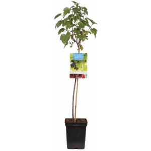 Zwarte bes op stam (ribes nigrum) fruitbomen Zwarte bes op stam (ribes nigrum) fruitbomen