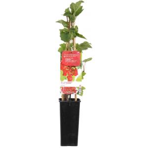 Rode bes (ribes rubrum "Rovada") fruitplanten Rode bes (ribes rubrum "Rovada") fruitplanten