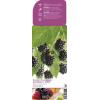 Braam (rubus fruticosus "Black Satin") fruitplanten