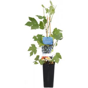 Blauwe druif (vitis vinifera "Boskoop Glory") fruitplanten Blauwe druif (vitis vinifera "Boskoop Glory") fruitplanten