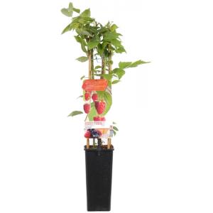 Herfstframboos (rubus idaeus "Heritage") fruitplanten Herfstframboos (rubus idaeus "Heritage") fruitplanten