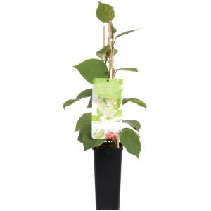 Kiwi (mannelijk) (actinidia deliciosa "Atlas”) fruitplanten Kiwi (mannelijk) (actinidia deliciosa "Atlas”) fruitplanten