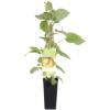 Kiwi (vrouwelijk) (actinidia deliciosa "Hayward&rdquo;) fruitplanten