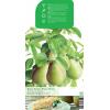 Perenboom Beurre Hardy (Pyrus Communis "Beurre Hardy") fruitbomen