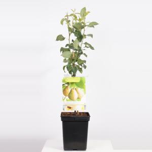 Perenboom Doyenne du Comice (Pyrus Communis "Doyenne du Comice") fruitbomen Perenboom Doyenne du Comice (Pyrus Communis "Doyenne du Comice") fruitbomen