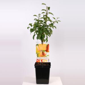 Perenboom (pyrus communis “Bonne Louise d'Avranches”) fruitbomen Perenboom (pyrus communis “Bonne Louise d'Avranches”) fruitbomen