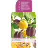 Duo Pruimenboom (prunus domestica &ldquo;Duo Pflaume&rdquo;) fruitbomen