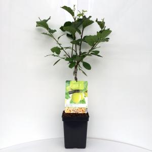 Pruimenboom (prunus domestica "Ontario") fruitbomen Pruimenboom (prunus domestica "Ontario") fruitbomen