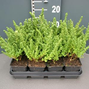 Muntstruik (prostanthera cuneata) bodembedekker Muntstruik (prostanthera cuneata) bodembedekker