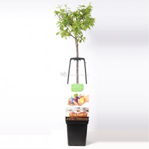 Pruimenboom mix – fruitbomen Pruimenboom mix – fruitbomen