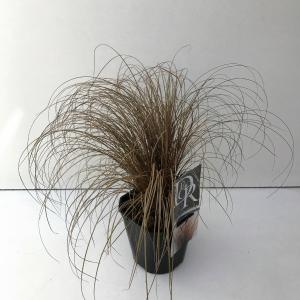 Zegge (Carex comans "Bronze Form") siergras Zegge (Carex comans "Bronze Form") siergras