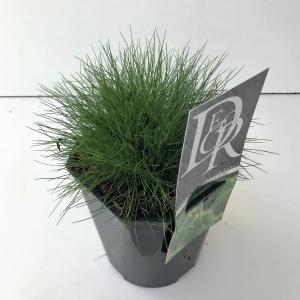 Zwenkgras (Festuca gautieri) siergras Zwenkgras (Festuca gautieri) siergras