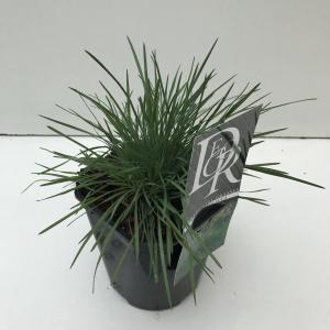 Fakkelgras (Koeleria glauca) siergras Fakkelgras (Koeleria glauca) siergras