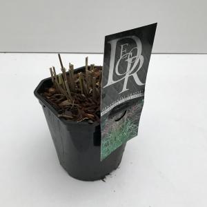 Prachtriet (Miscanthus sinensis "Ferner Osten") siergras Prachtriet (Miscanthus sinensis "Ferner Osten") siergras