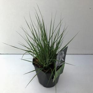 Pijpenstrootje (Molinia caerulea "Edith Dudszus") siergras Pijpenstrootje (Molinia caerulea "Edith Dudszus") siergras