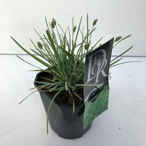 Blauwgras (Sesleria caerulea) siergras Blauwgras (Sesleria caerulea) siergras