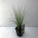Vedergras (Stipa tenuifolia "Ponytails") siergras