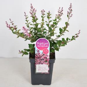 Dwergsering (syringa Bloomerang®"Pink Perfume") Dwergsering (syringa Bloomerang®"Pink Perfume")