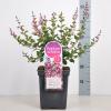 Dwergsering (syringa Bloomerang&reg;"Pink Perfume")
