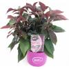Hydrangea Aspera "Hot Chocolate"&reg; fluweelhortensia