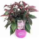 Hydrangea Aspera "Hot Chocolate"&reg; fluweelhortensia