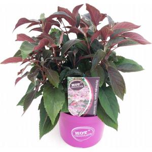Hydrangea Aspera "Hot Chocolate"® fluweelhortensia Hydrangea Aspera "Hot Chocolate"® fluweelhortensia
