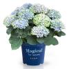 Hydrangea Macrophylla "Magical Revolution Blue"&reg; boerenhortensia