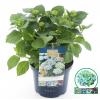 Hydrangea Macrophylla "Magical Revolution Blue"&reg; boerenhortensia