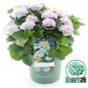 Hydrangea Macrophylla "Magical Revolution Blue"&reg; boerenhortensia