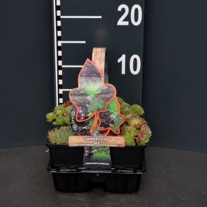 Huislook mix (sempervivum mix) bodembedekker Huislook mix (sempervivum mix) bodembedekker