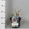 Hydrangea Macrophylla "Magical Amethyst Blauw"&reg; boerenhortensia