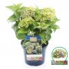 Hydrangea Macrophylla "Magical Amethyst Blauw"&reg; boerenhortensia