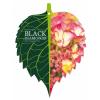 Hydrangea Macrophylla "Black Diamond&reg; Dark Angel"&reg; schermhortensia