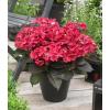 Hydrangea Macrophylla "Black Diamond&reg; Dark Angel"&reg; schermhortensia