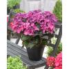 Hydrangea Macrophylla "Black Diamond&reg; Dark Angel Purple"&reg; schermhortensia