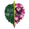 Hydrangea Macrophylla "Black Diamond&reg; Dark Angel Purple"&reg; schermhortensia