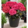 Hydrangea Macrophylla "Black Diamond&reg; Red Angel"&reg; boerenhortensia