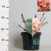 Hydrangea Macrophylla "Black Diamond&reg; Red Angel"&reg; boerenhortensia