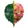 Hydrangea Macrophylla "Black Diamond&reg; Red Angel"&reg; boerenhortensia