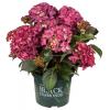 Hydrangea Macrophylla "Black Diamond&reg; Red Angel Purple"&reg; boerenhortensia
