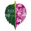 Hydrangea Macrophylla "Black Diamond&reg; Red Angel Purple"&reg; boerenhortensia