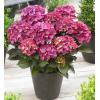 Hydrangea Macrophylla "Black Diamond&reg; Red Angel Purple"&reg; boerenhortensia