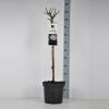 Grootbloemige roos op stam (rosa "A Whiter Shade of Pale"&reg;)