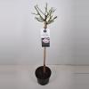 Grootbloemige roos op stam (rosa "A Whiter Shade of Pale"&reg;)