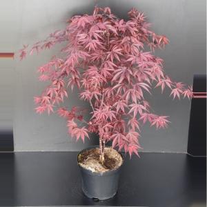 Japanse esdoorn (Acer palmatum "Fireglow") heester Japanse esdoorn (Acer palmatum "Fireglow") heester