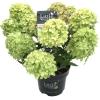 Hydrangea Paniculata "Little Lime"&reg; pluimhortensia