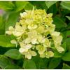 Hydrangea Paniculata "Little Lime"&reg; pluimhortensia