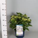 Hydrangea Macrophylla "Magical Harmony Blauw"&reg; boerenhortensia