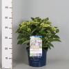 Hydrangea Macrophylla "Magical Harmony Blauw"&reg; boerenhortensia