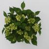 Hydrangea Macrophylla "Magical Harmony Blauw"&reg; boerenhortensia